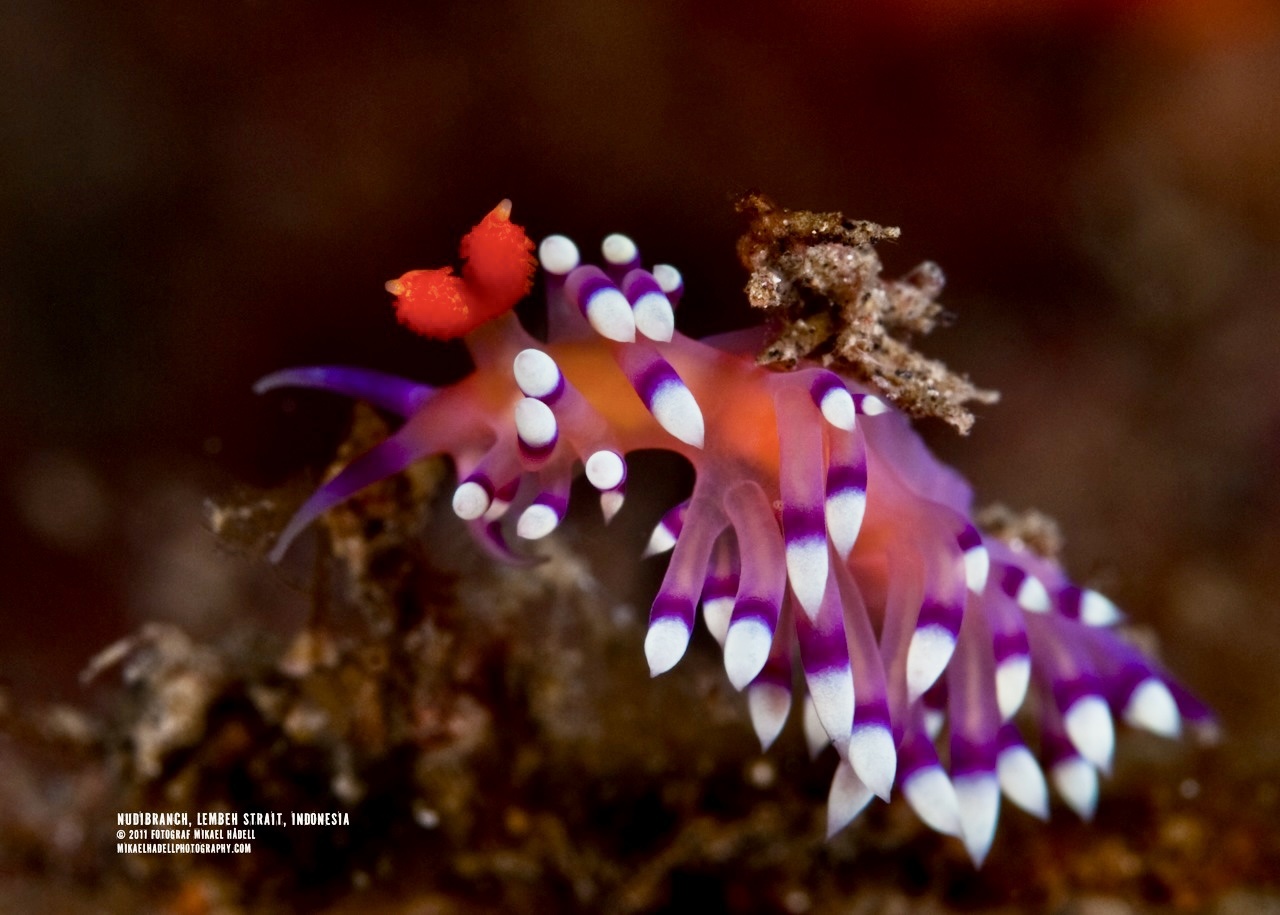 © 2026 all rights reserved   farelmedia.com / fotograf Mikael Hådell